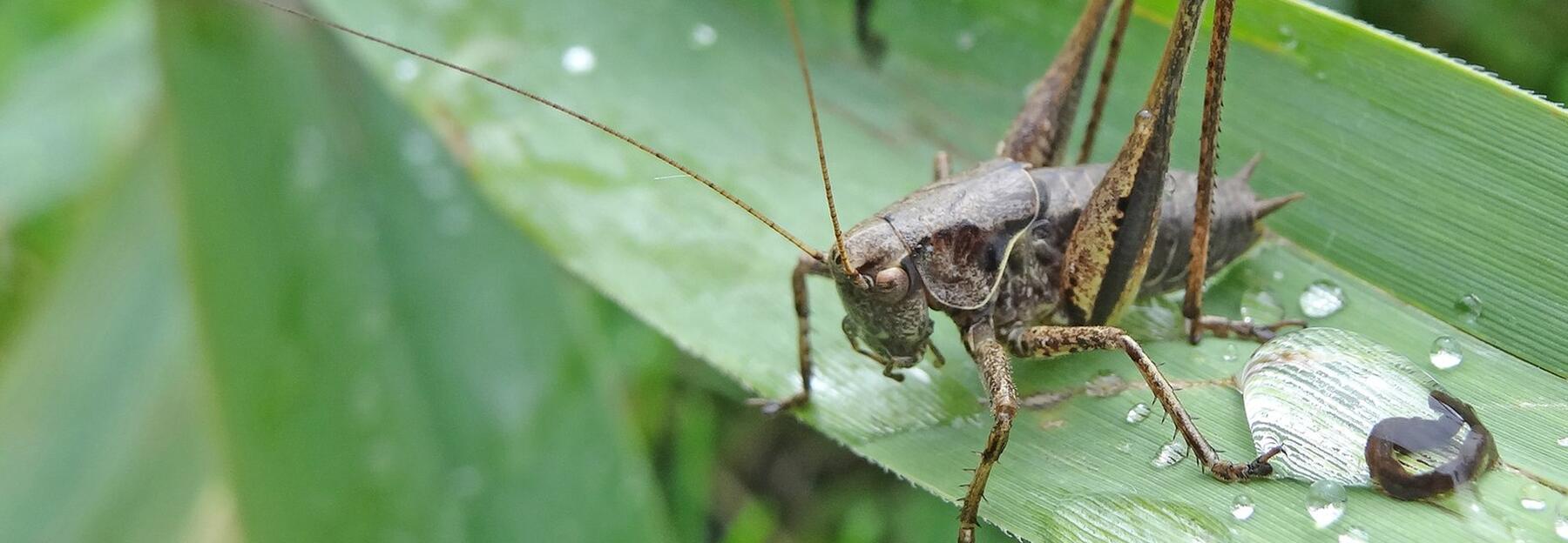 Gewöhnliche Strauchschrecke auf einem Blatt