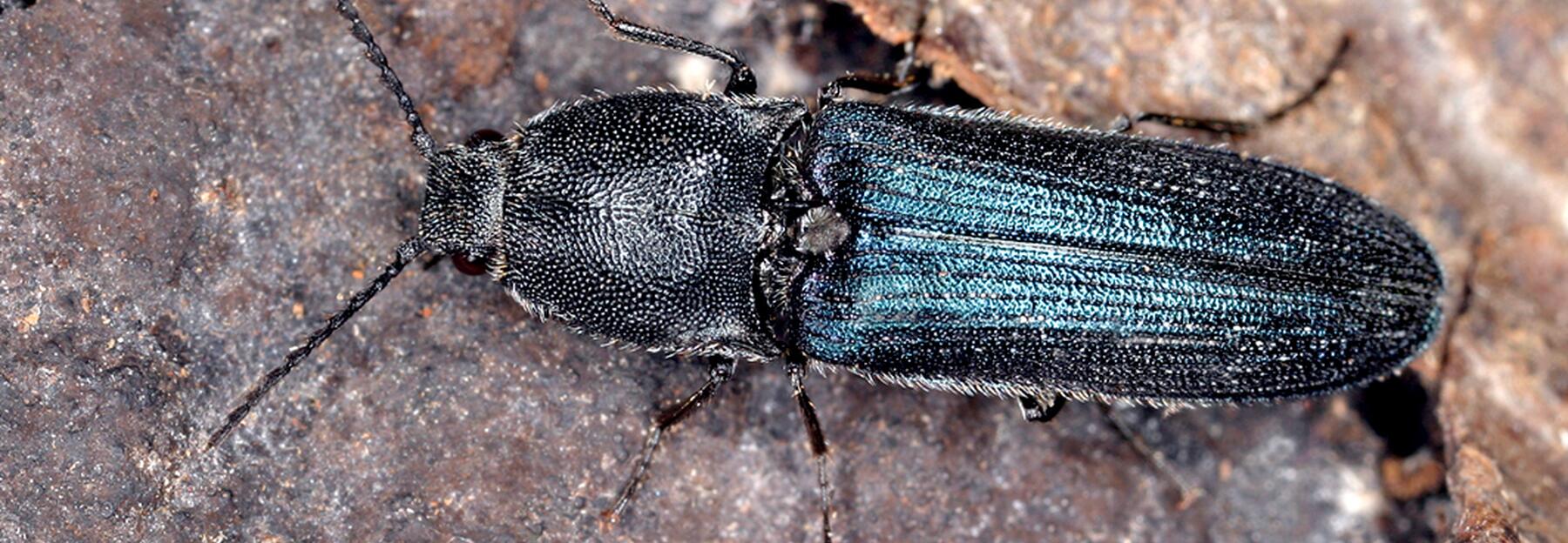 Veilchenblauer Wurzelhals-Schnellkäfer