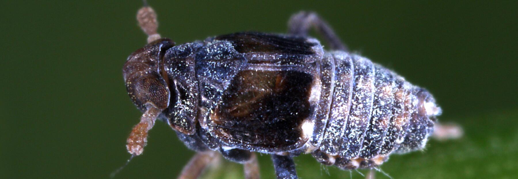 Quellspornzikade