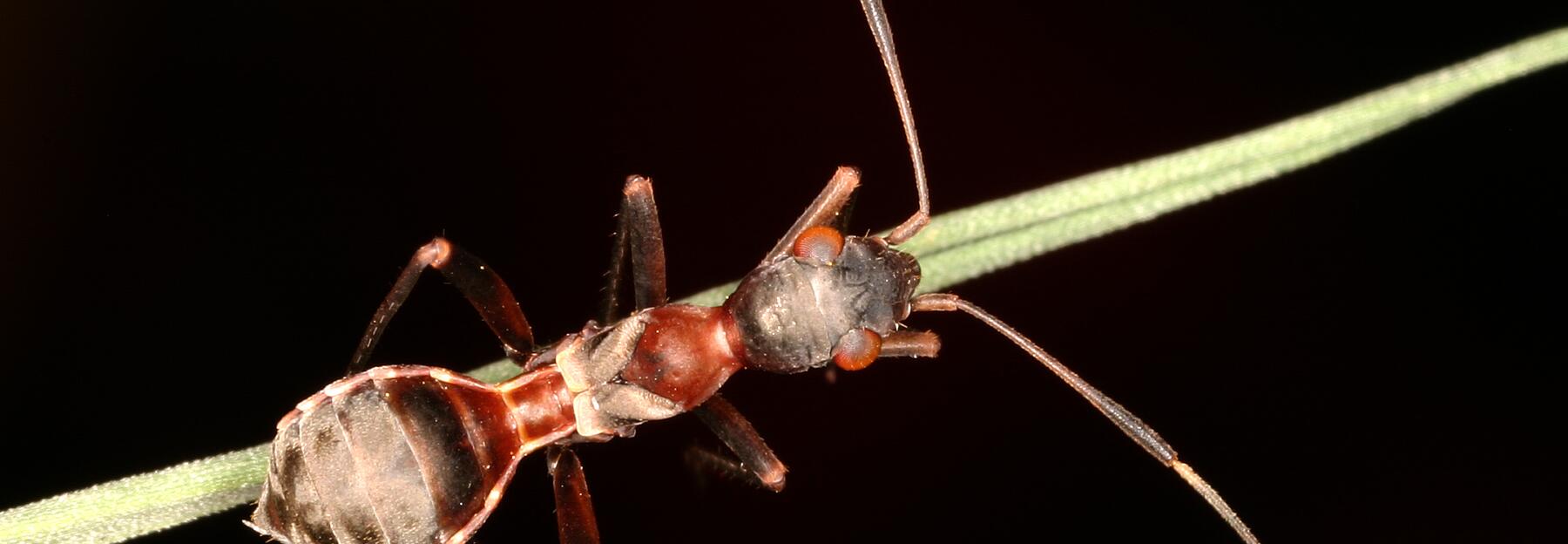 Myrmecoris gracilis