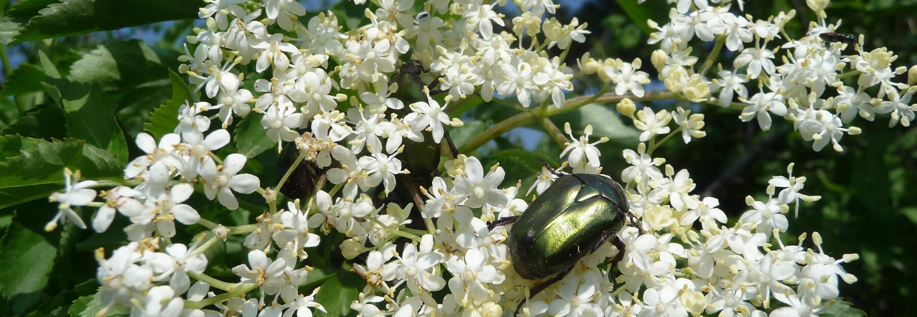 Die Blüte des Schwarzen Hollers wird zur Klimabeobachtung eingesetzt