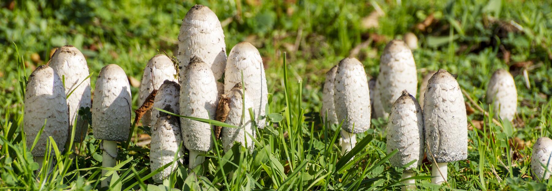 Schopf-Tintlinge auf einer Wiese