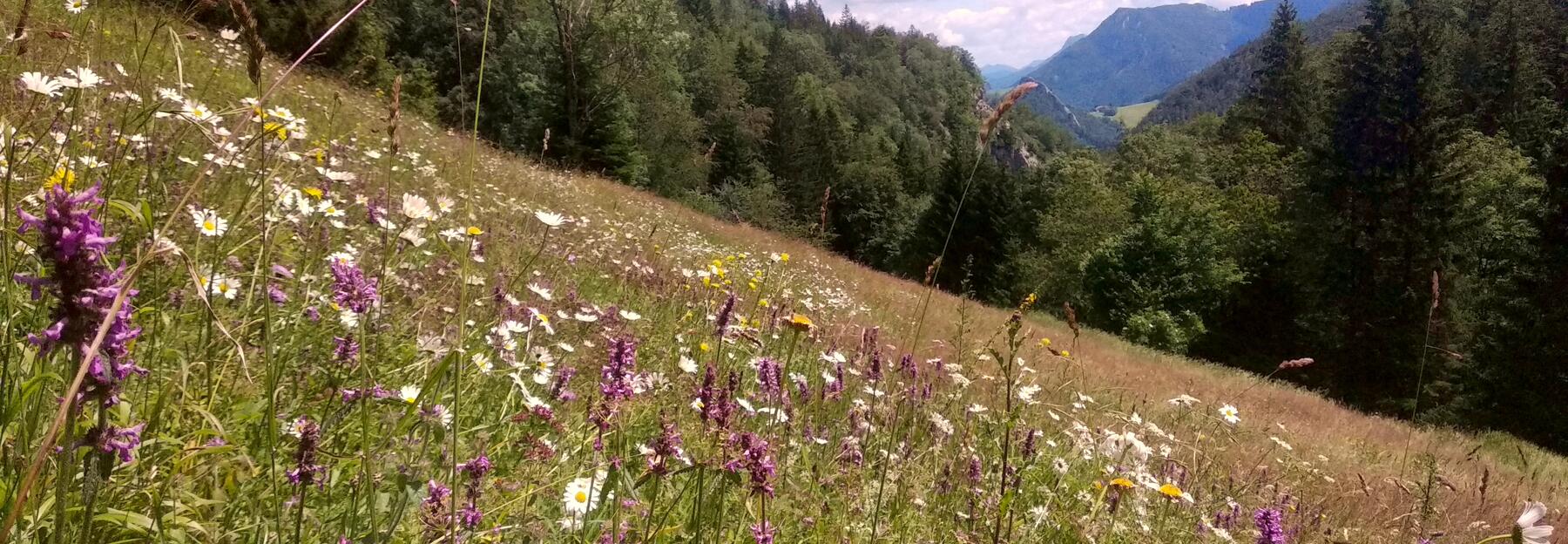 Bunt blühende Bergwiese