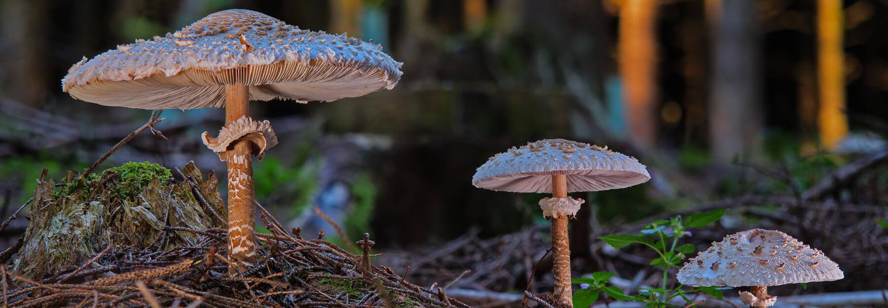 3 Parasol-Pilze im Nadelwald