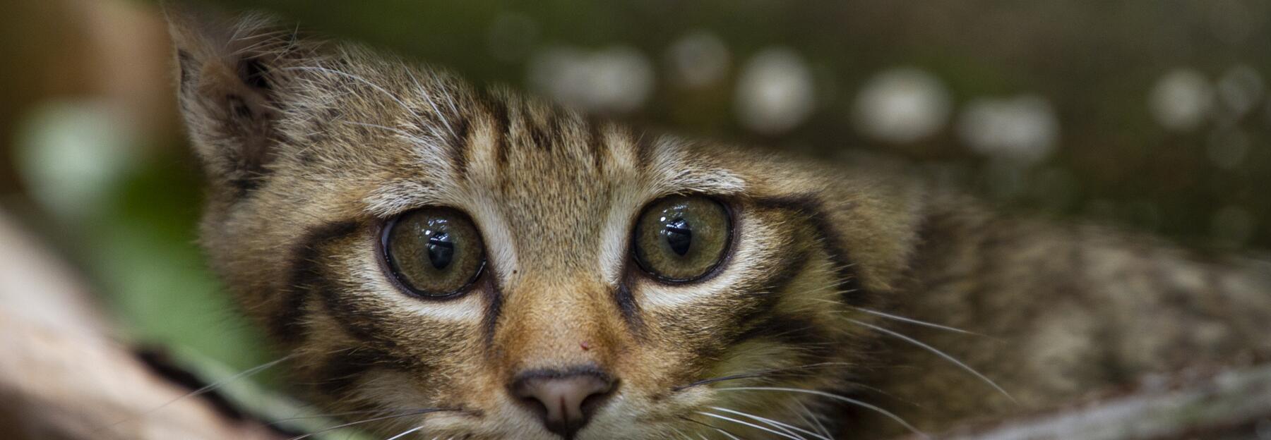 Junge Wildkatze schaut zwischen Ästen hervor