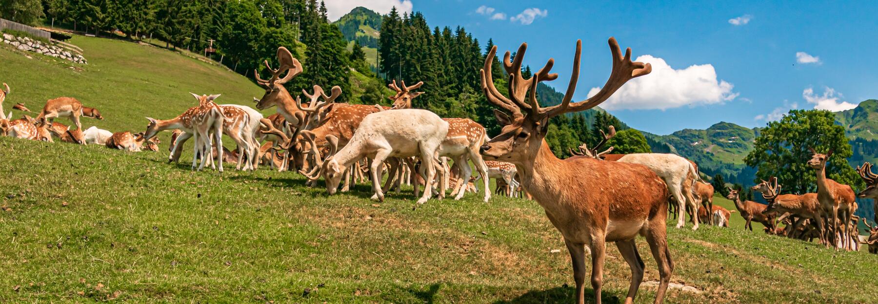 wildtierparks österreich