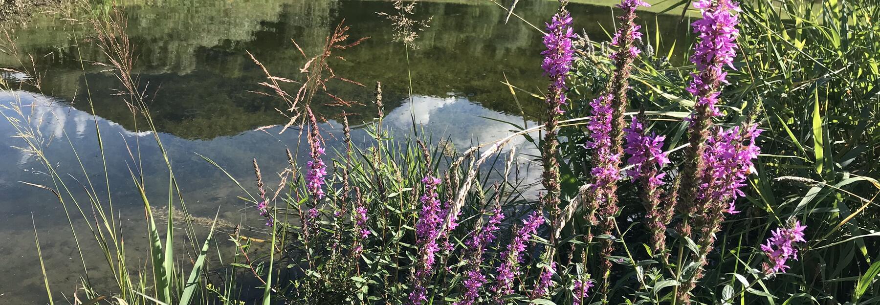 Teich mit blühendem Blutweiderich am Ufer