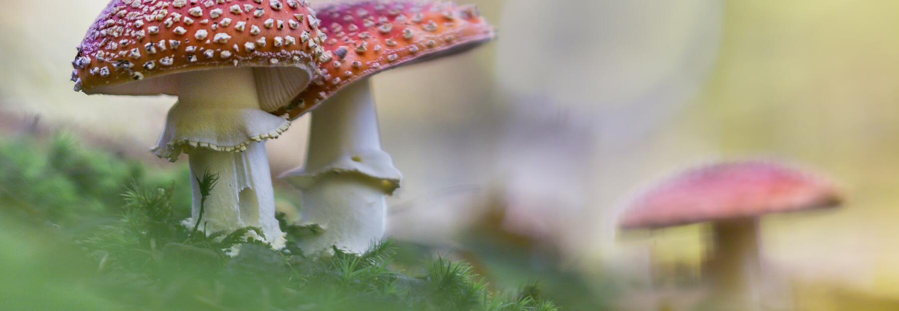 Fliegenpilz, Fruchtkörper mit rotem Hut, weiß beflockt
