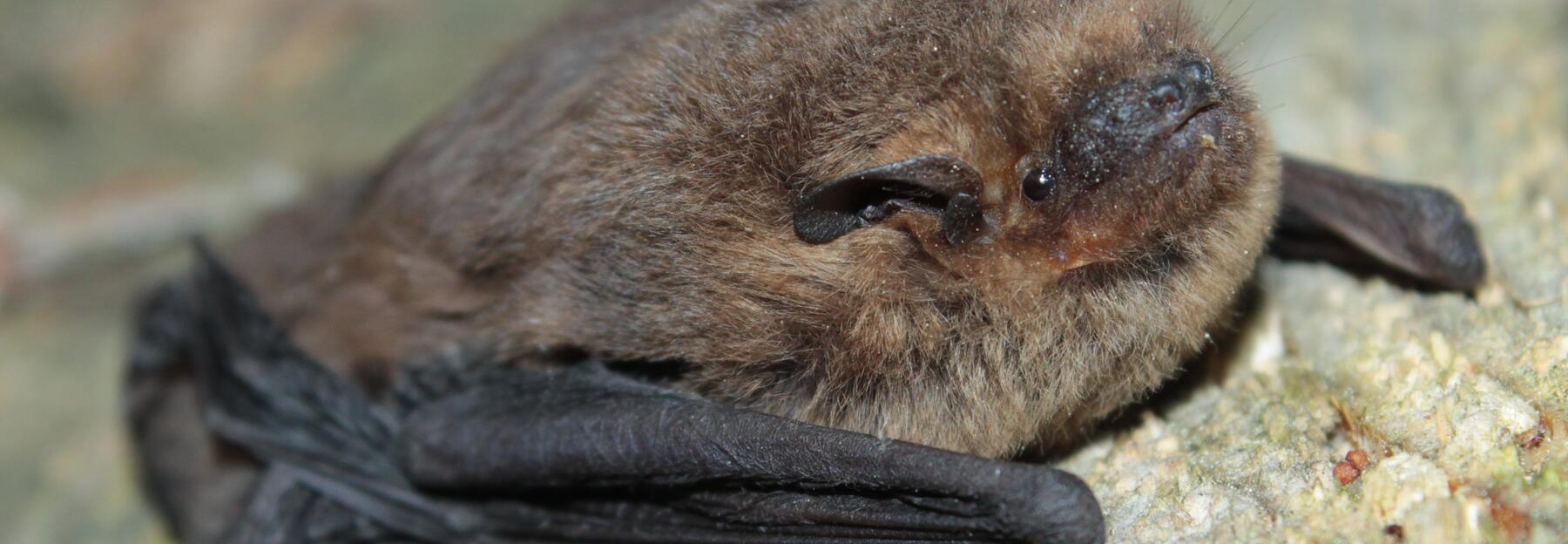Mückenfledermaus