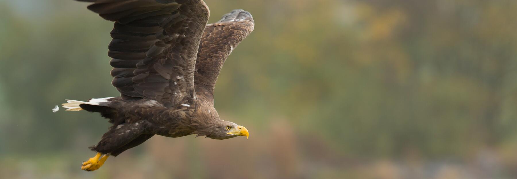 Seeadler im Flug