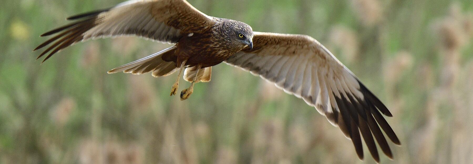 Rohrweihe im Flug