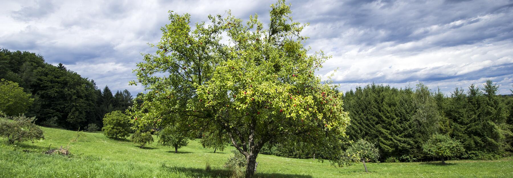Streuobstwiese