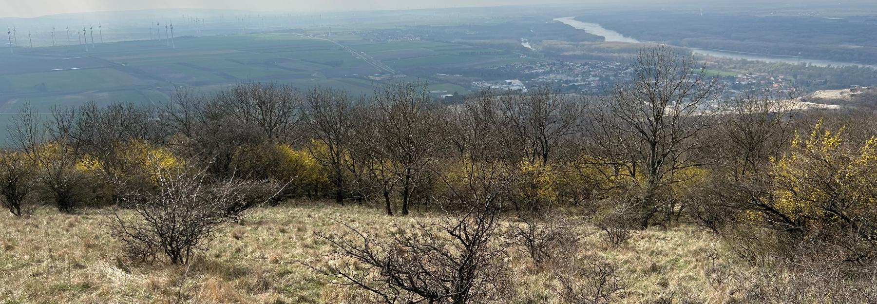 Hundsheimer Berg im Frühling mit blühenden Kornelkirschen