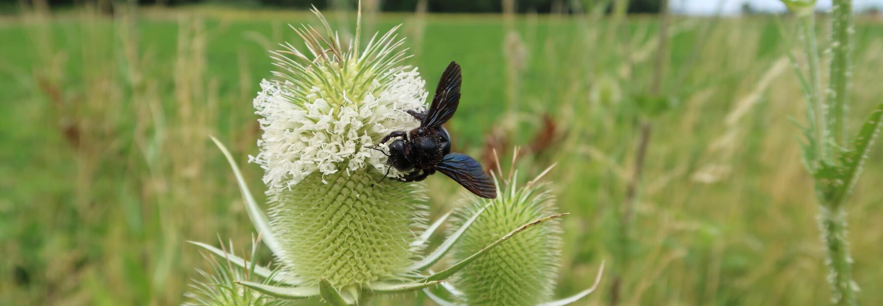 Holzbiene auf Karde in Altbrache