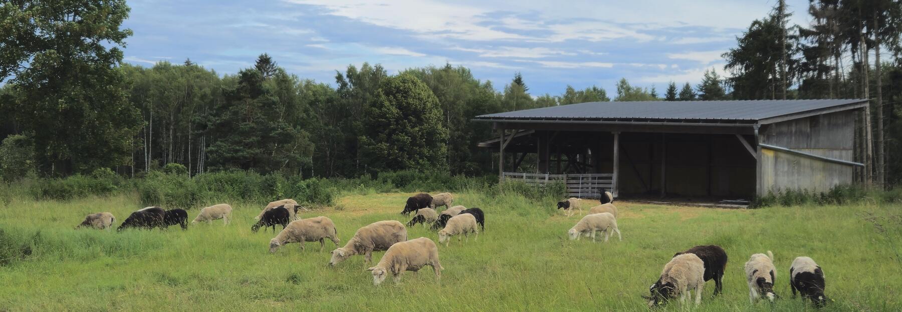 Schafherde auf der Weide
