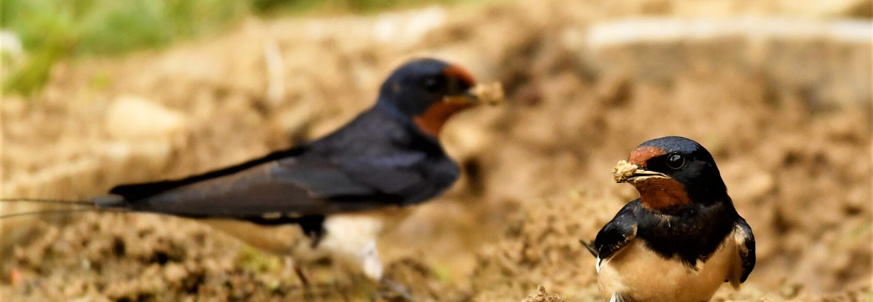 Rauchschwalbe