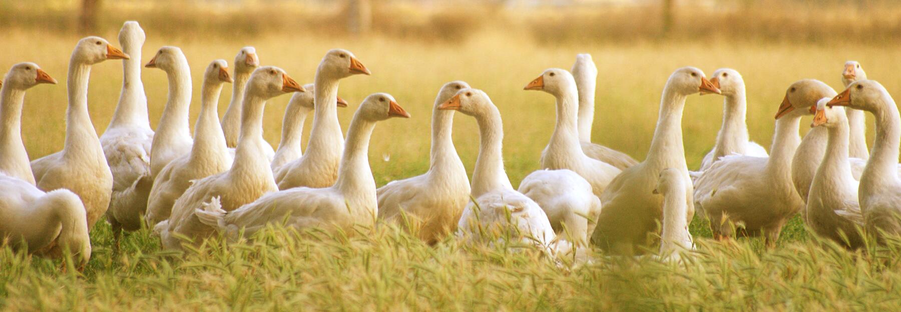 Gänse