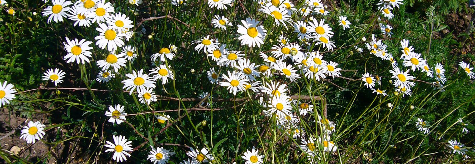 Kleine Wiesen-Margerite