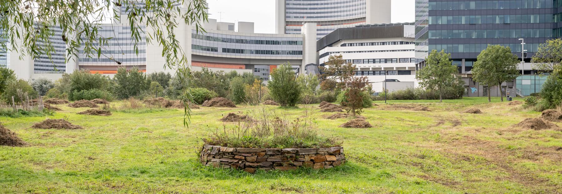 Schmetterlingswiese im Donaupark