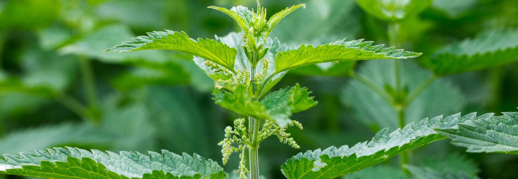 Urtica dioica