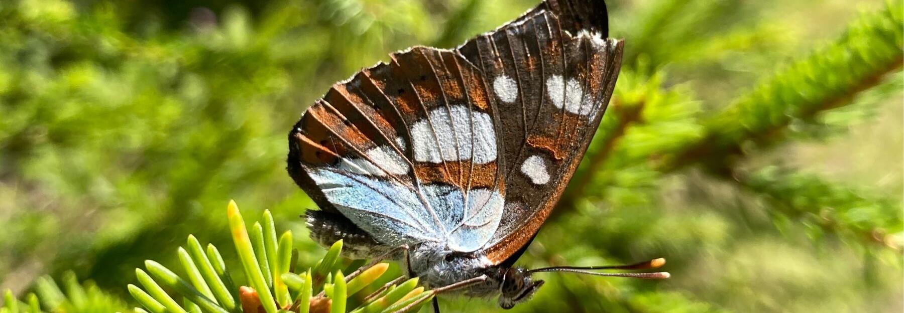 Blauschwarzer Eisvogel