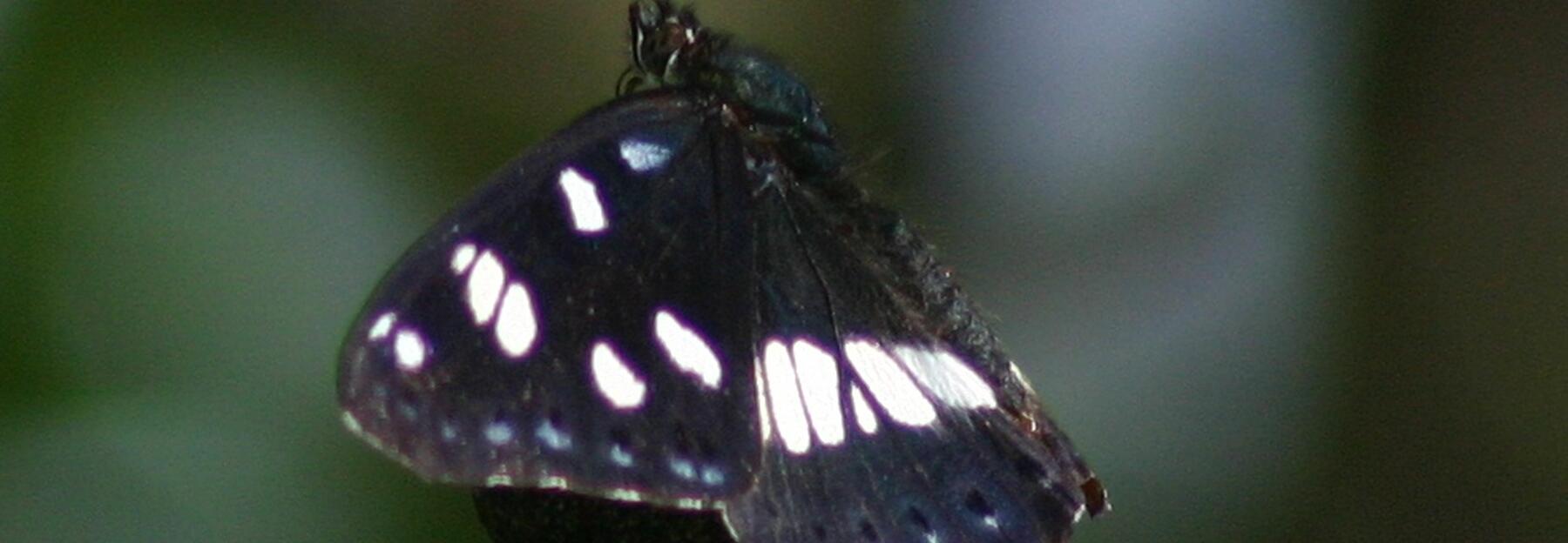 Blauschwarzer Eisvogel