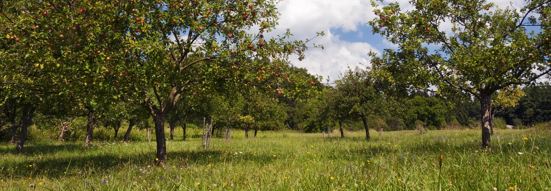 Streuobstwiese