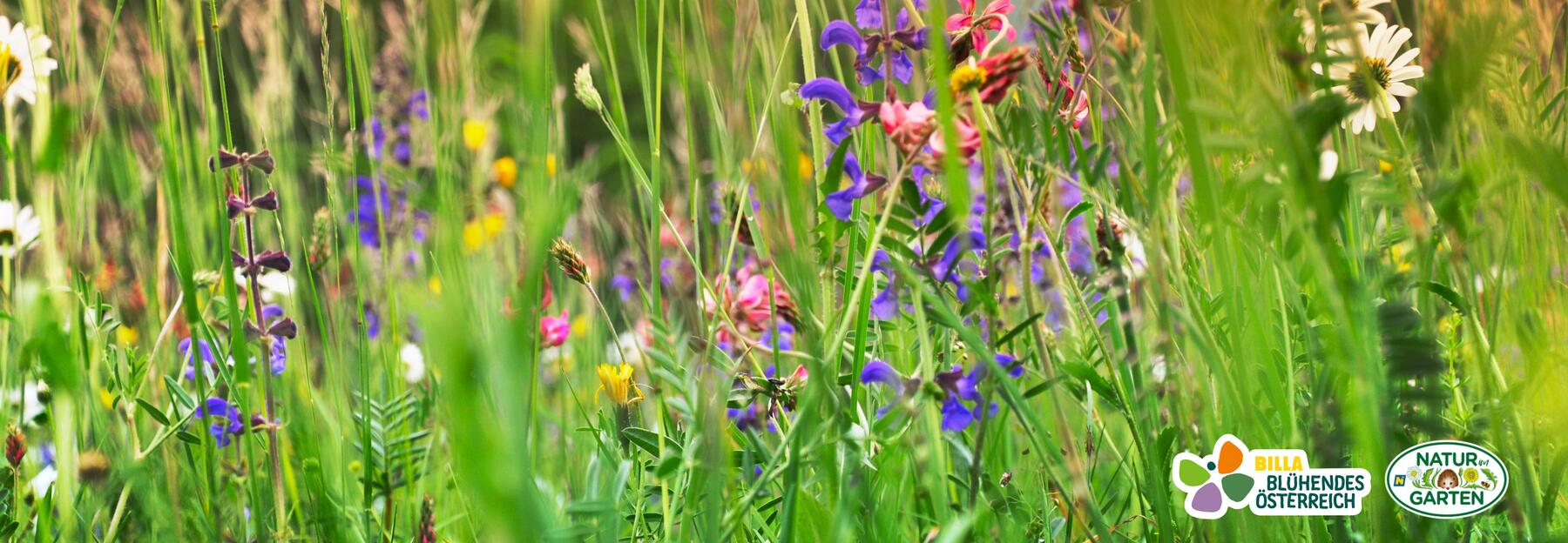 Wildblumenwiese