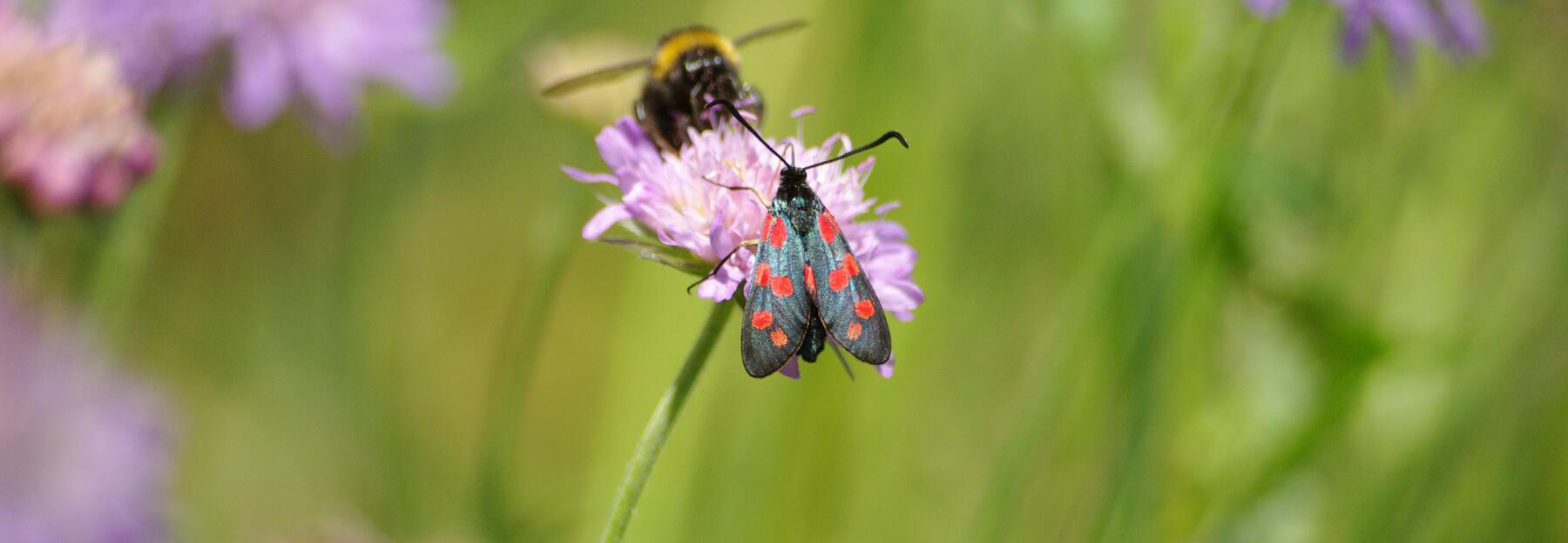 Hummel und Falter auf Blume