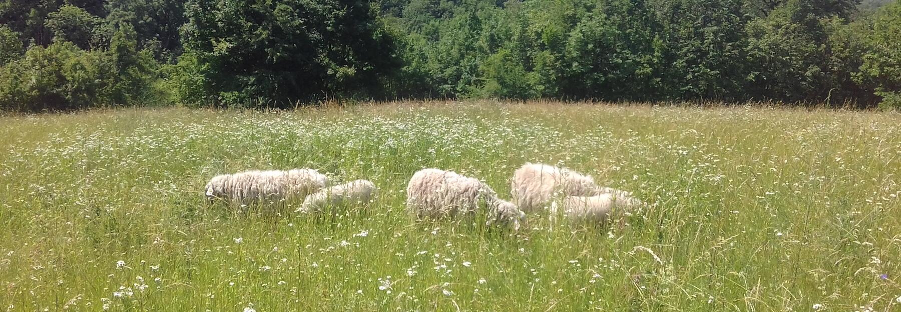 Schafe werden zur Beweidung der Streuobstwiese eingesetzt