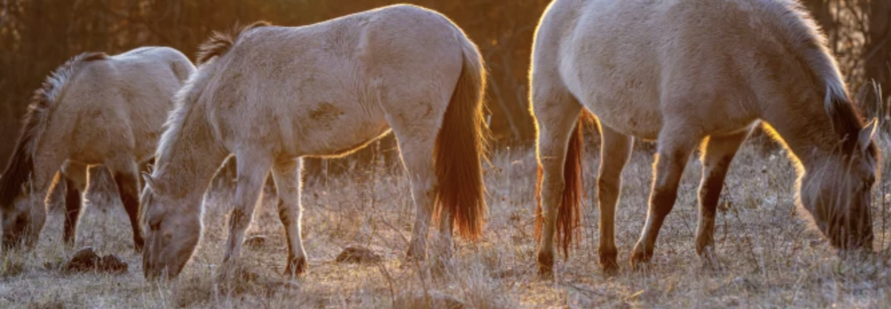 Konik Pferde
