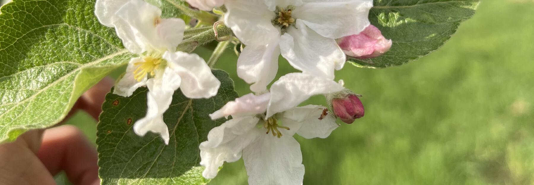 Apfelblüte