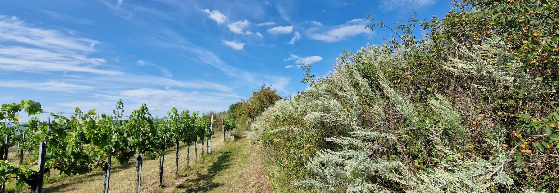 Böschung am Weinberg