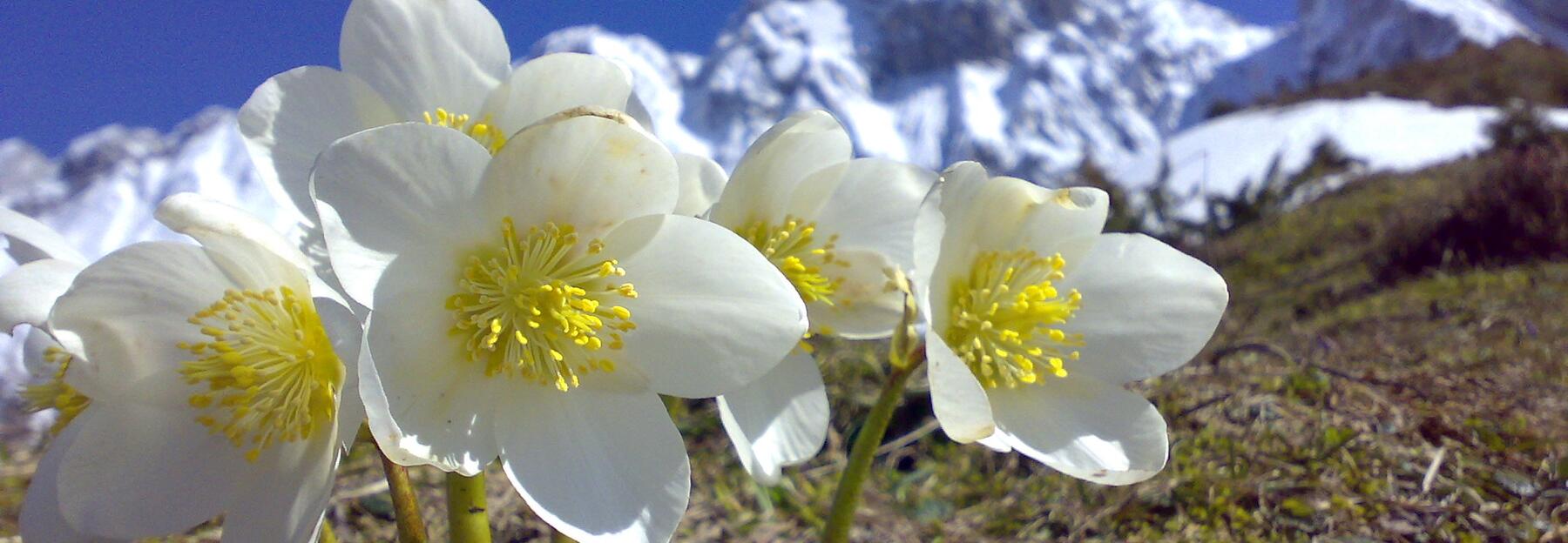 Schneerose