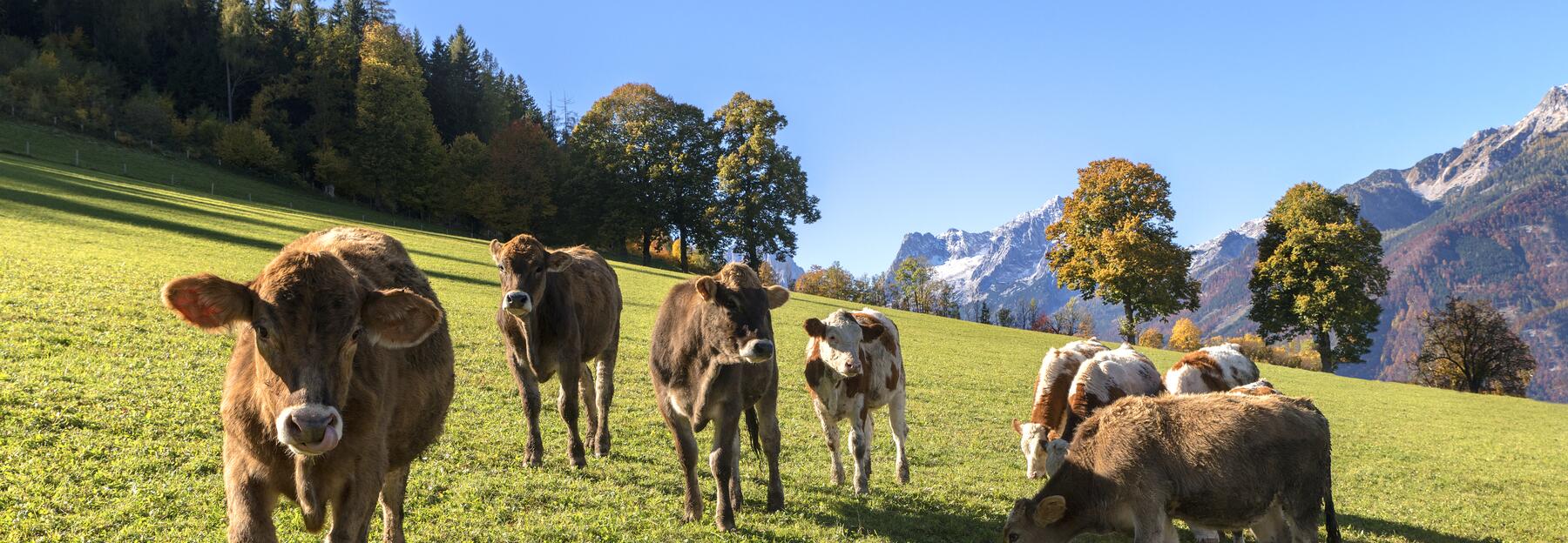 Kühe auf einer grünen Wiese