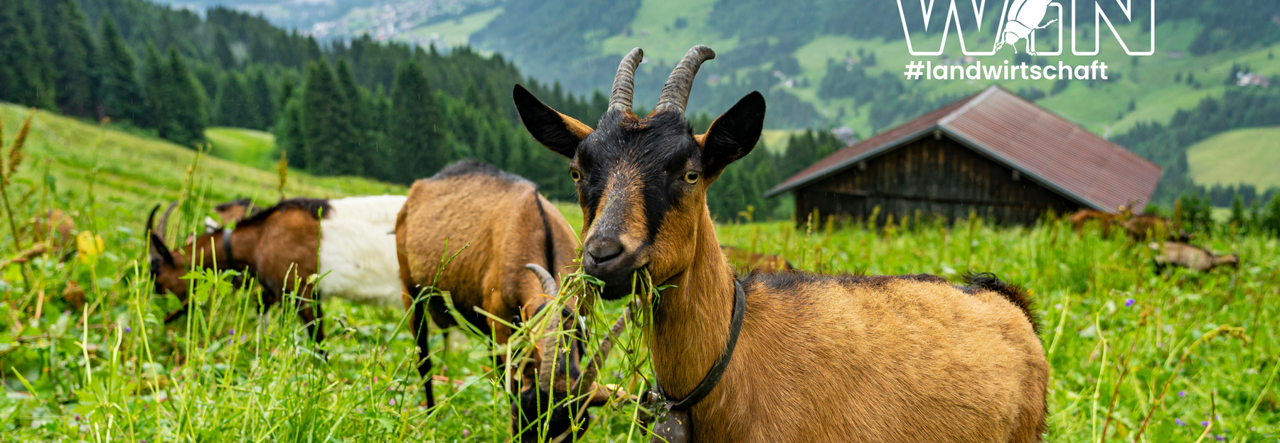 Ziege auf Bergwiese