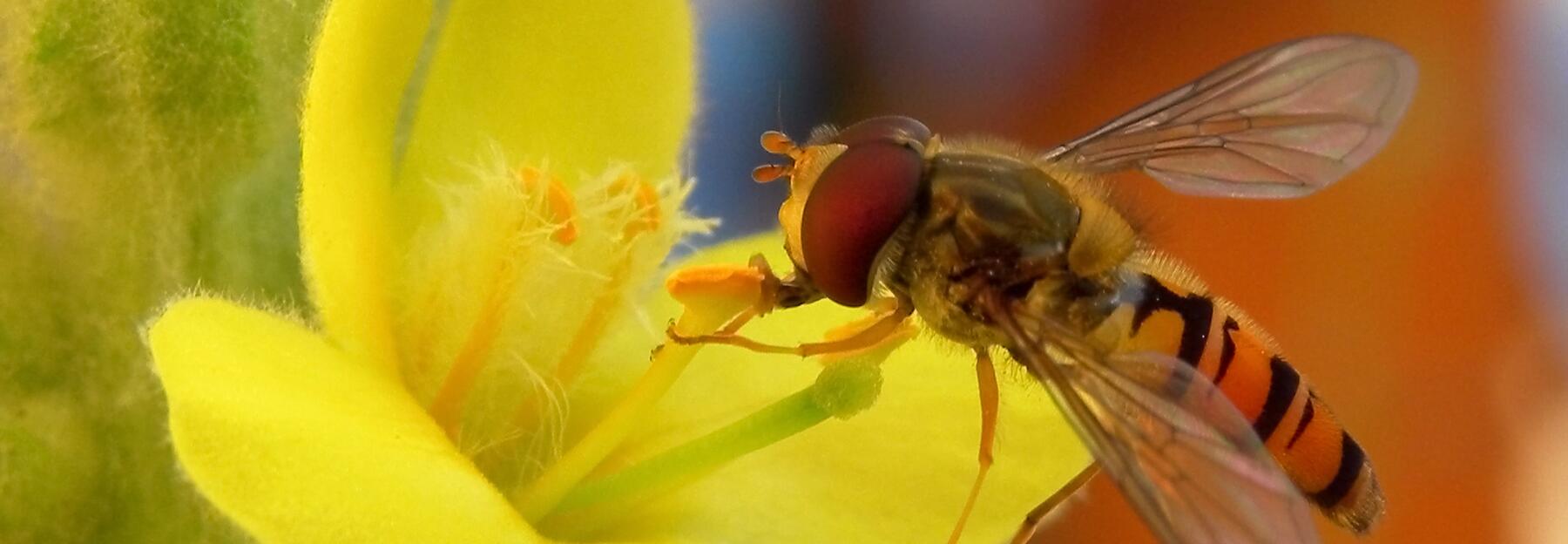 Hainschwebfliege auf Blühte