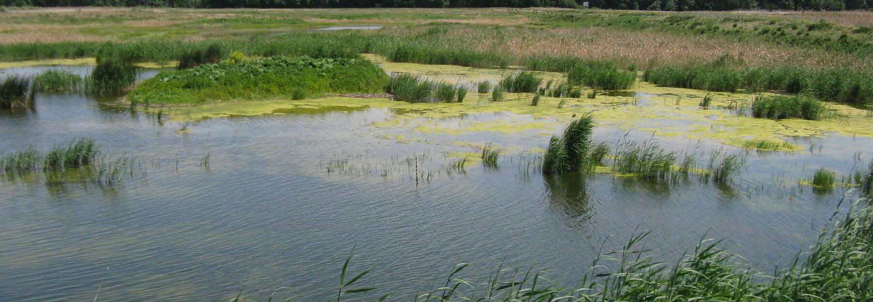 Wasserlandschaft