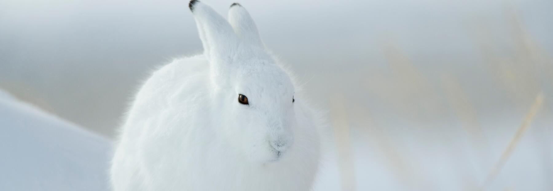 Hase im Schnee