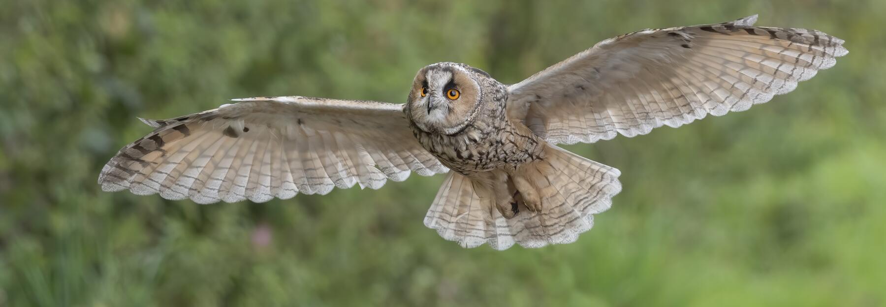 Steinkauz im Flug
