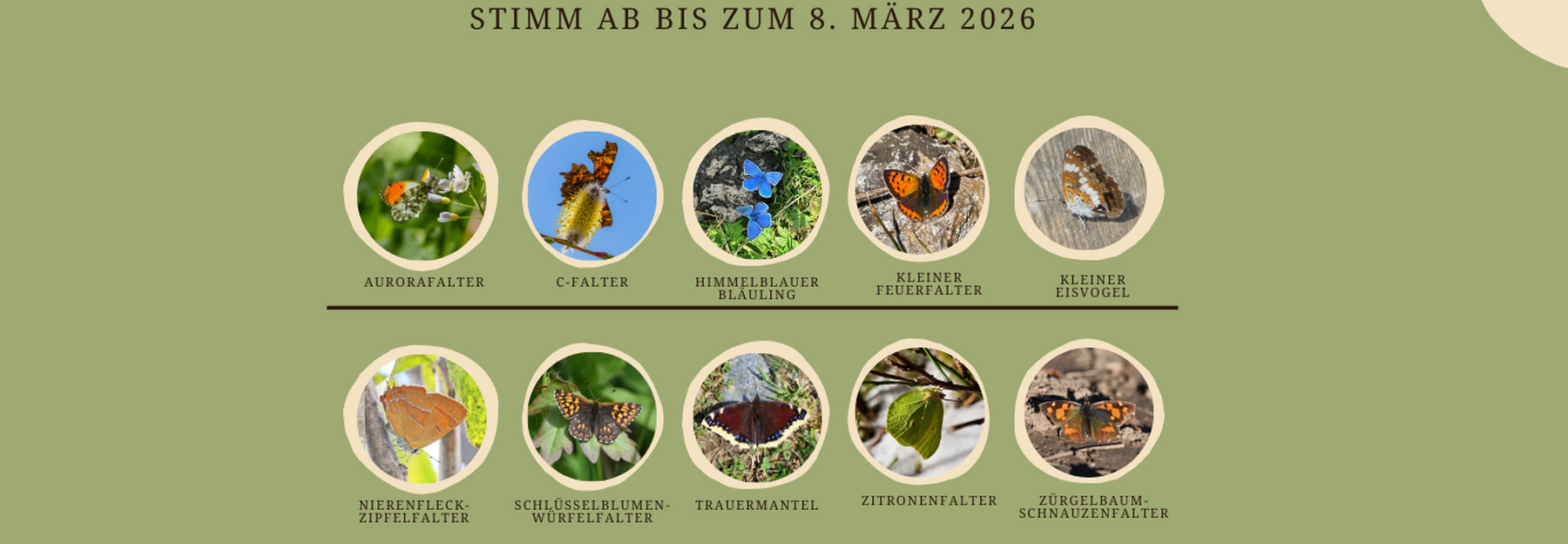 Schmetterling des Jahres Auswahl