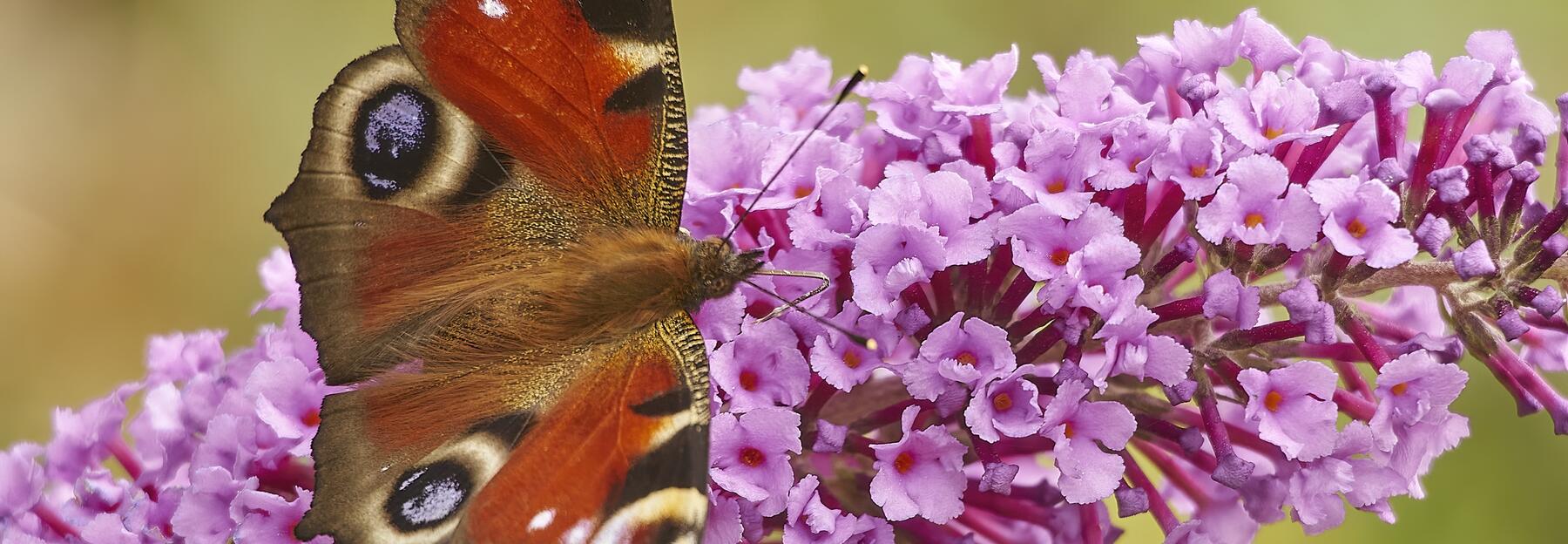 Insektensterben Tagpfauenauge