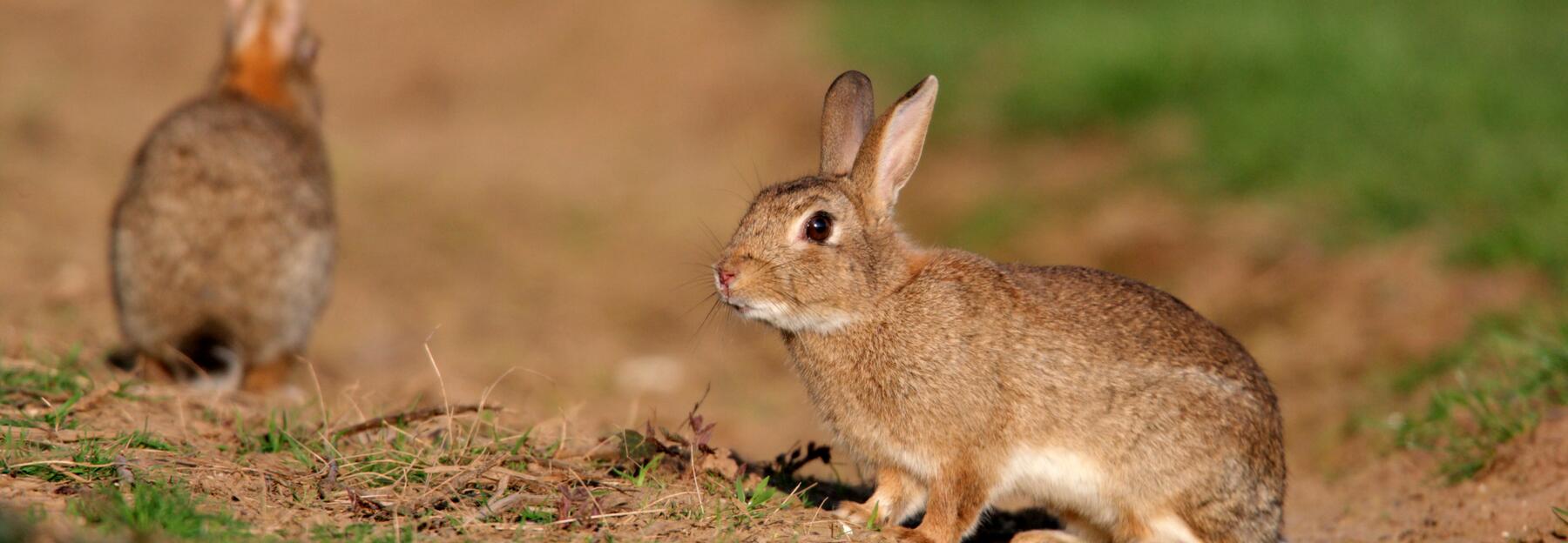 Zwei Wildkaninchen