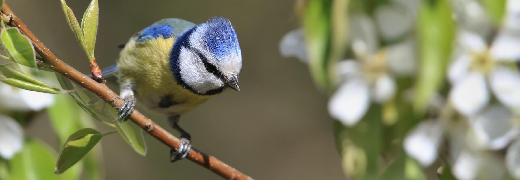 Blaumeise auf einem Ast