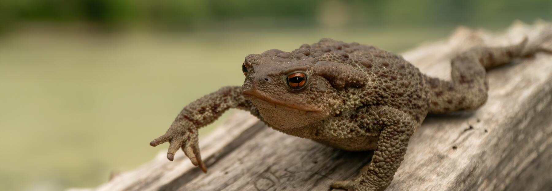 Erdkröte (Bufo Bufo)