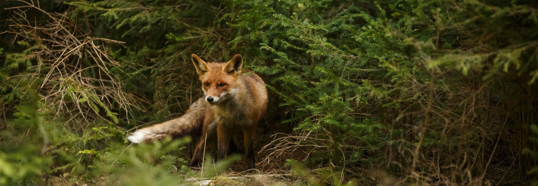 Rotfuchs im Wald