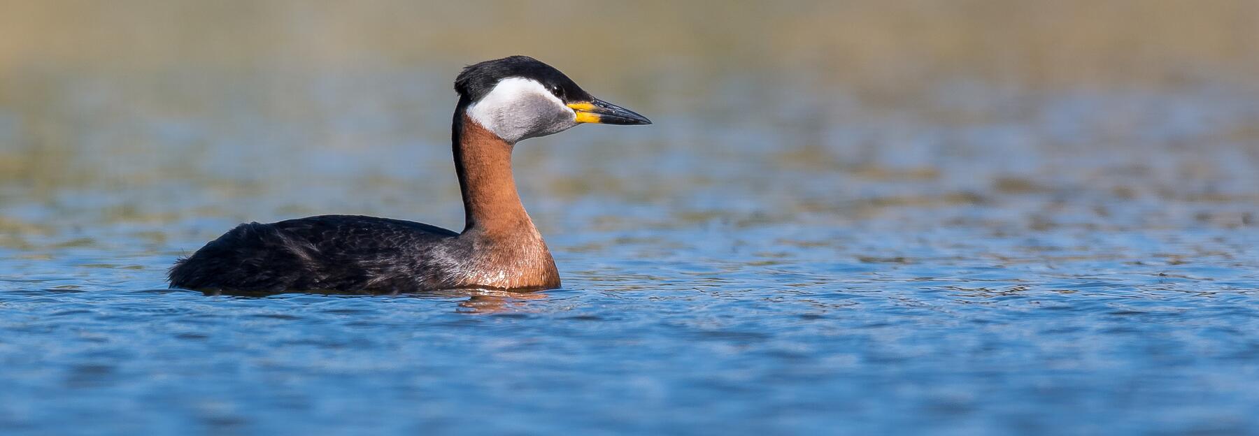 Haubentaucher (Podiceps cristatus)