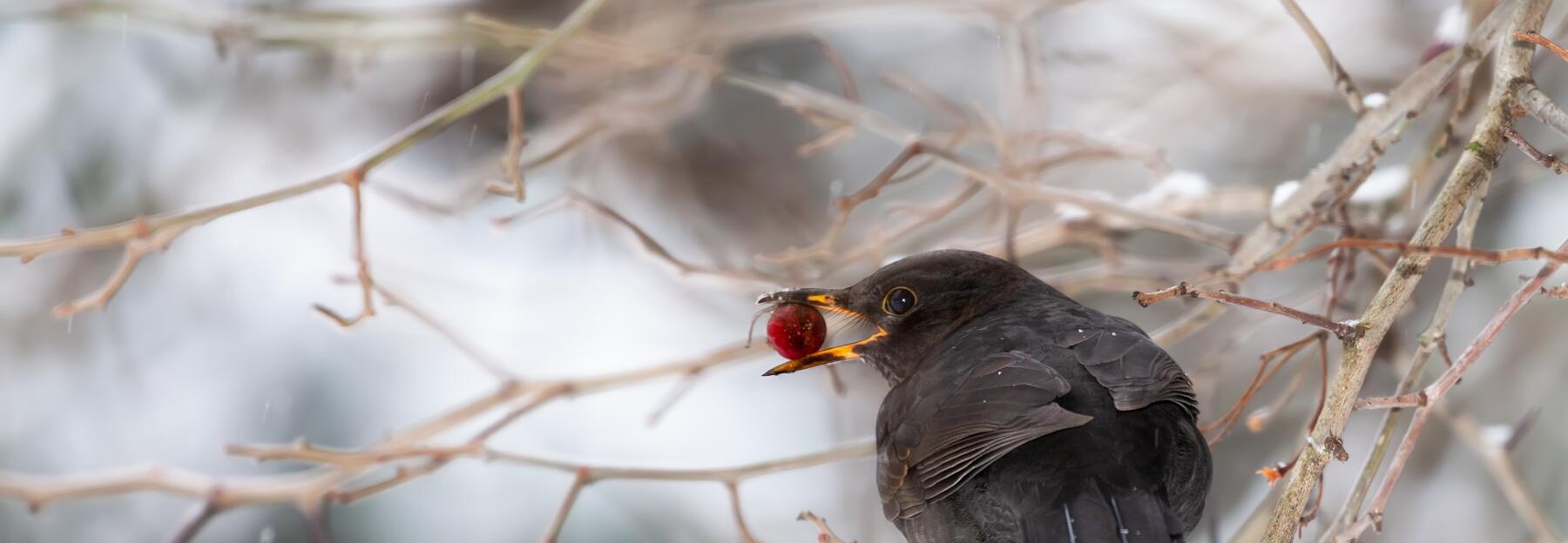 Amsel sitzt auf einem Baum