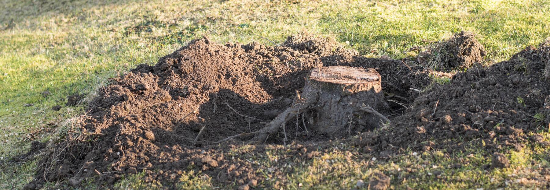 Alter Baumstumpf im Garten