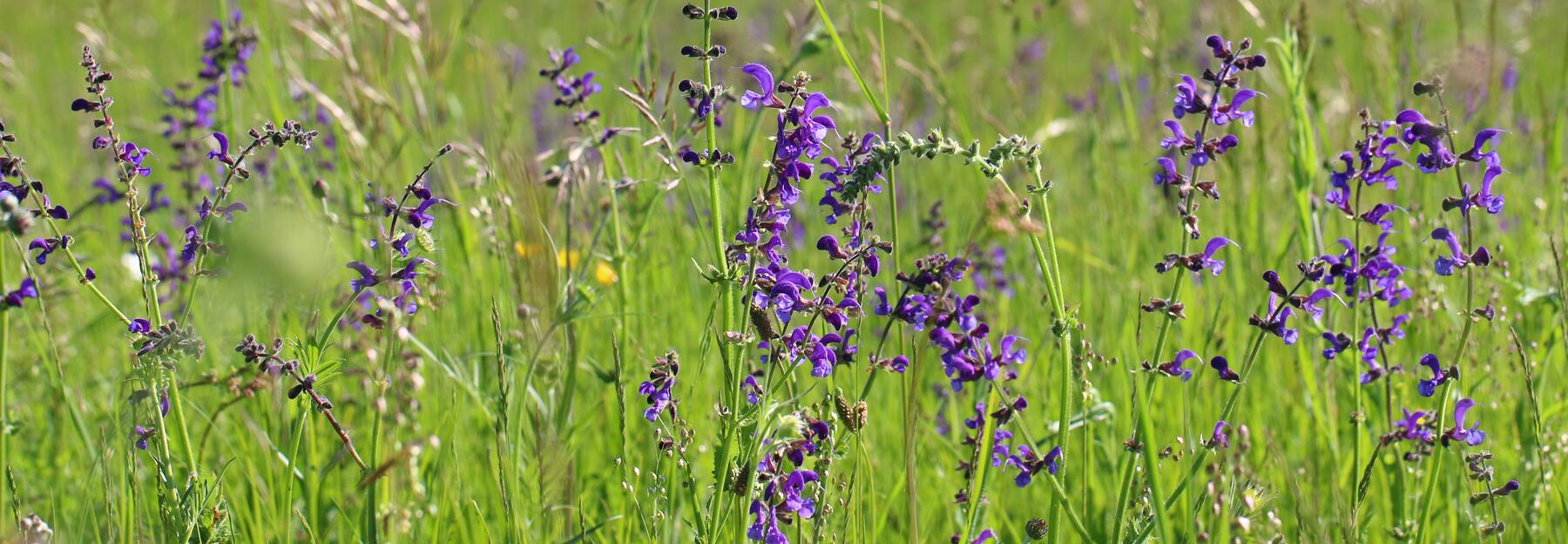 Wiesensalbei blüht blau zischen Gräsern